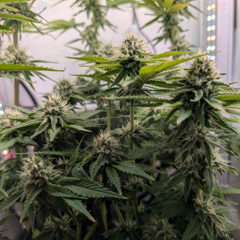 Northern Lights growlog timeline photo