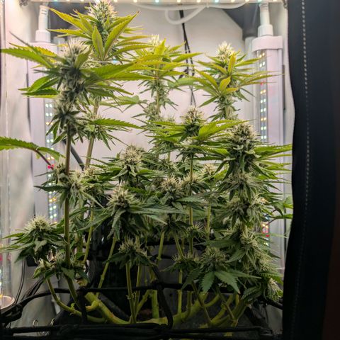 Northern Lights growlog timeline photo