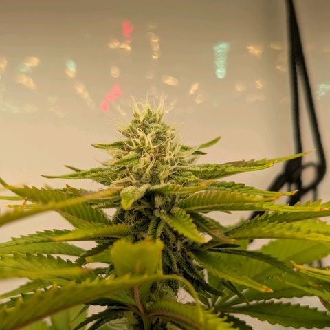 Northern Lights growlog timeline photo