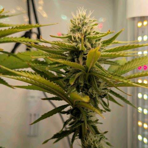 Northern Lights growlog timeline photo