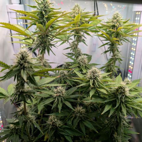 Northern Lights growlog timeline photo
