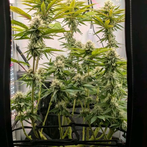 Northern Lights growlog timeline photo