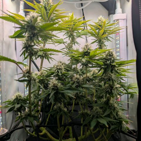 Northern Lights growlog timeline photo