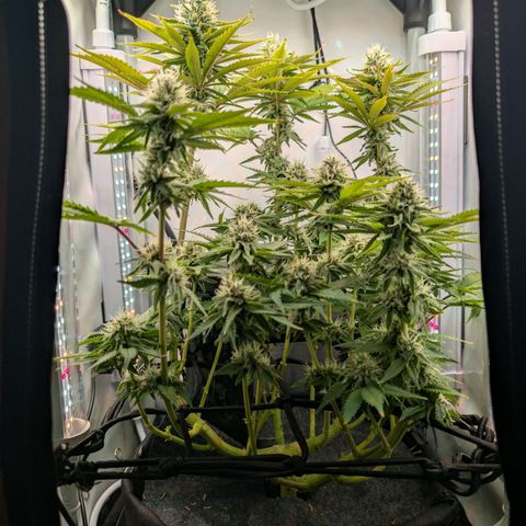 Northern Lights growlog timeline photo