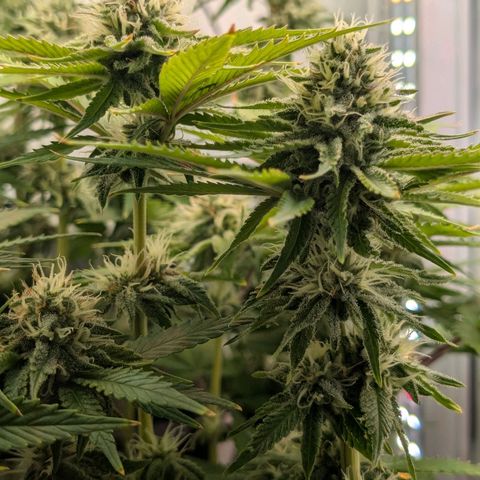 Northern Lights growlog timeline photo