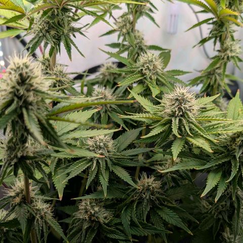 Northern Lights growlog timeline photo