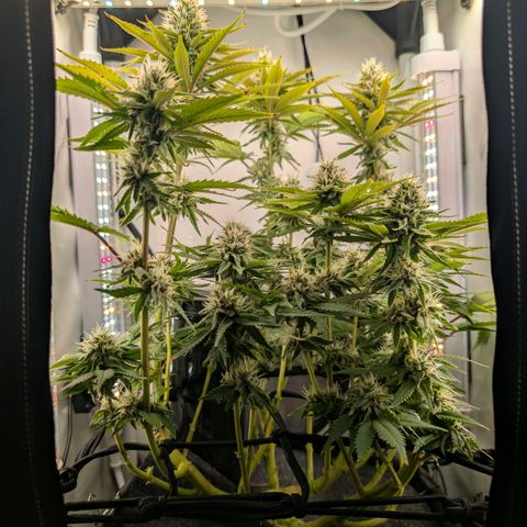 Northern Lights growlog timeline photo