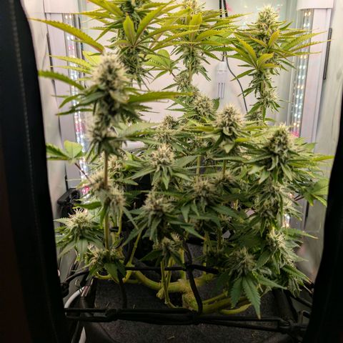 Northern Lights growlog timeline photo