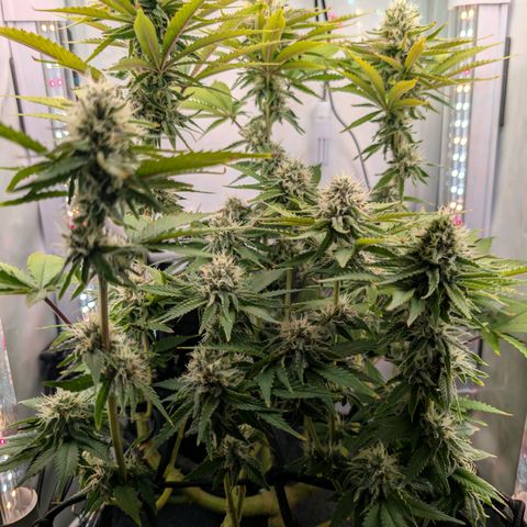 Northern Lights growlog timeline photo