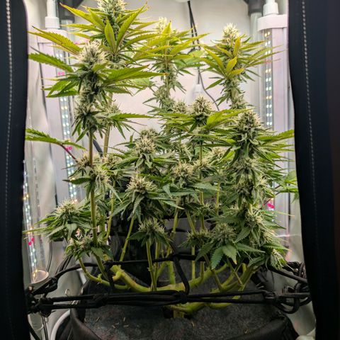Northern Lights growlog timeline photo