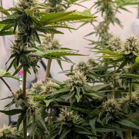 Northern Lights growlog timeline photo