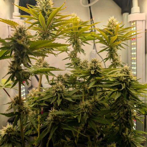 Northern Lights growlog timeline photo