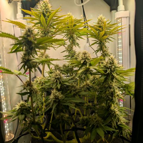 Northern Lights growlog timeline photo