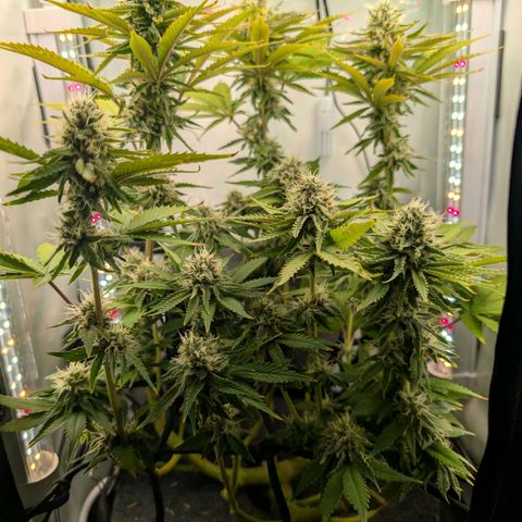 Northern Lights growlog timeline photo