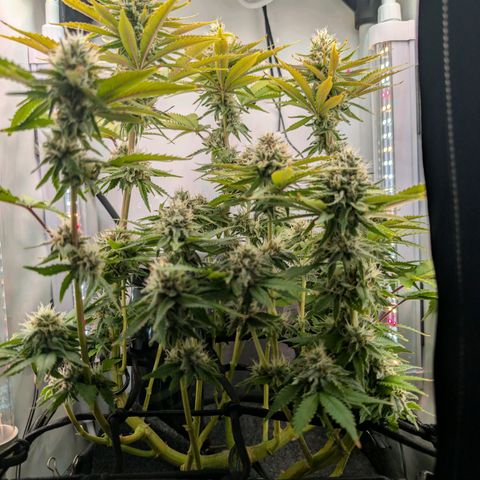 Northern Lights growlog timeline photo