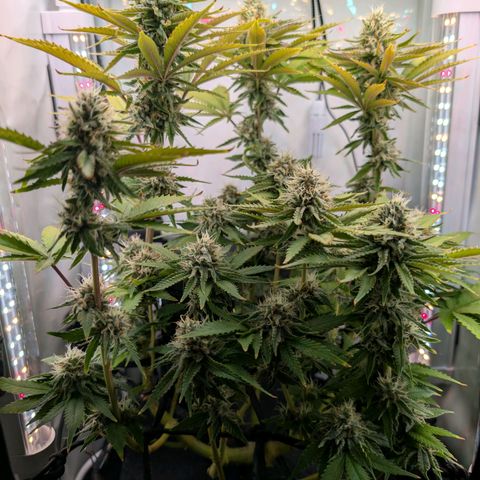 Northern Lights growlog timeline photo