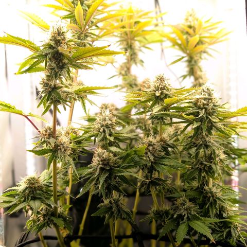 Northern Lights growlog timeline photo