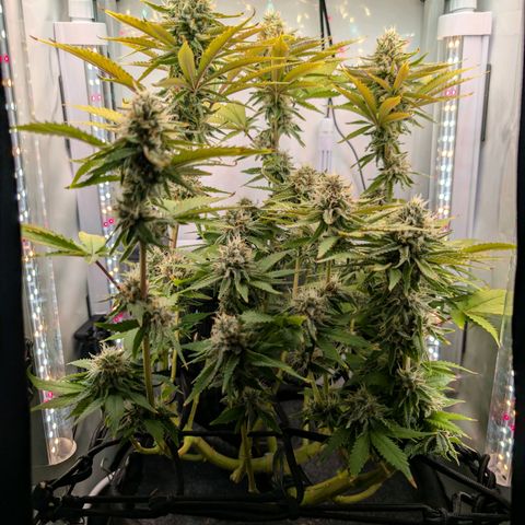 Northern Lights growlog timeline photo