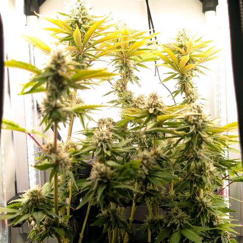 Northern Lights growlog timeline photo