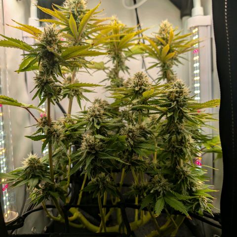 Northern Lights growlog timeline photo