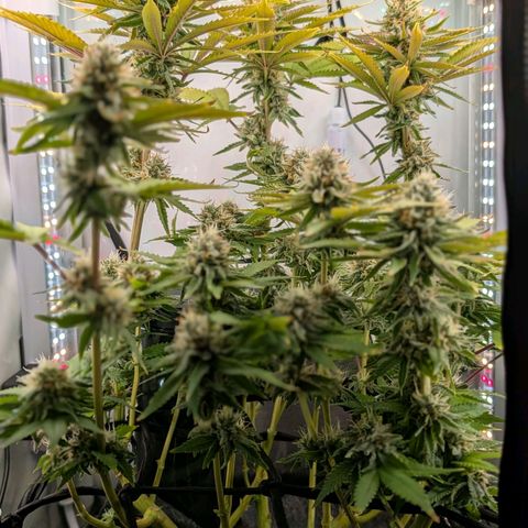 Northern Lights growlog timeline photo