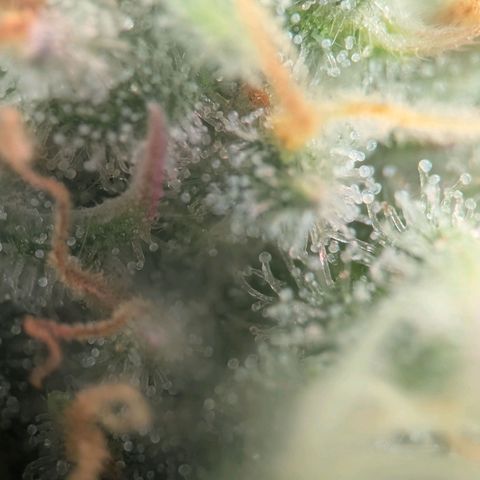 Northern Lights growlog timeline photo