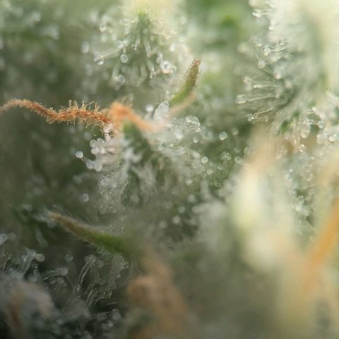 Northern Lights growlog timeline photo