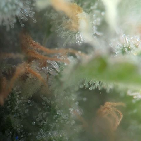 Northern Lights growlog timeline photo