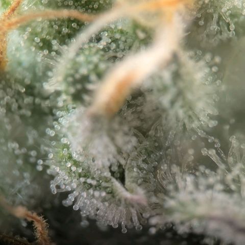 Northern Lights growlog timeline photo