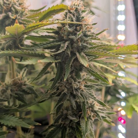 Northern Lights growlog timeline photo