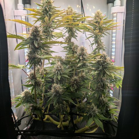 Northern Lights growlog timeline photo