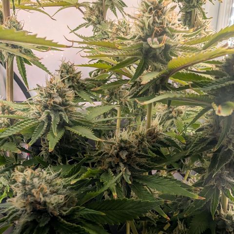 Northern Lights growlog timeline photo