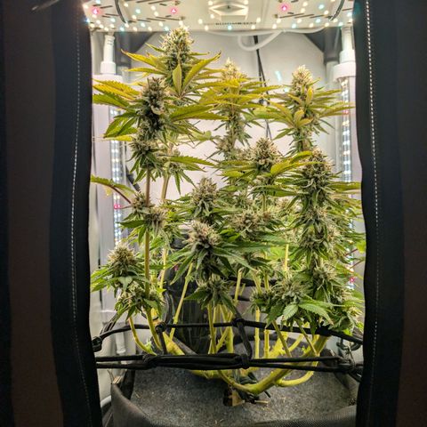 Northern Lights growlog timeline photo