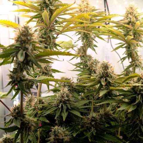 Northern Lights growlog timeline photo