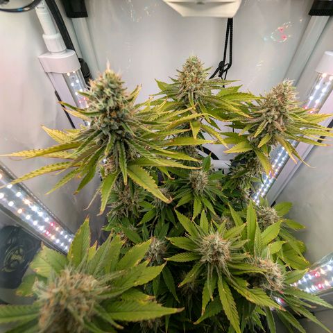 Northern Lights growlog timeline photo