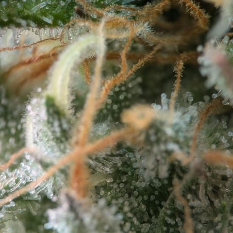 Northern Lights growlog timeline photo