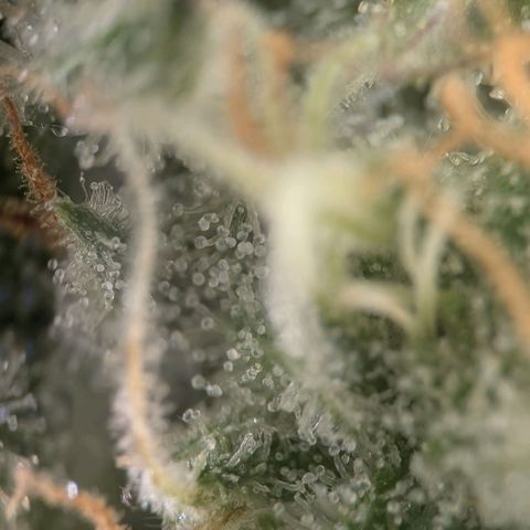 Northern Lights growlog timeline photo