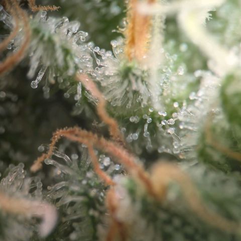 Northern Lights growlog timeline photo