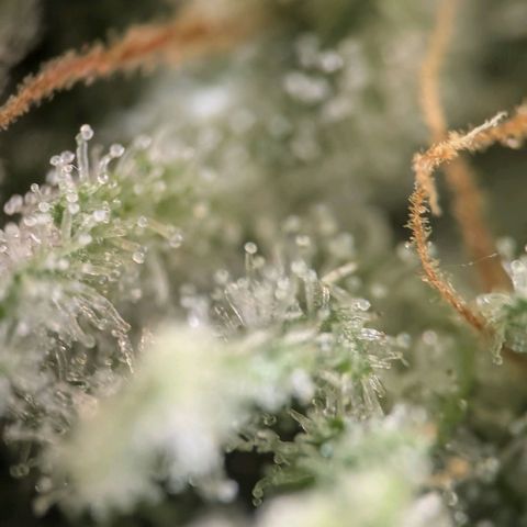Northern Lights growlog timeline photo