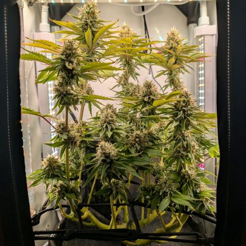 Northern Lights growlog timeline photo