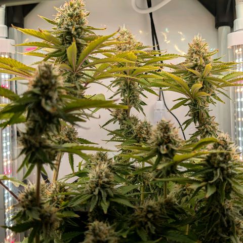 Northern Lights growlog timeline photo