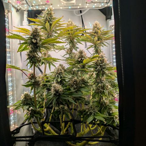 Northern Lights growlog timeline photo