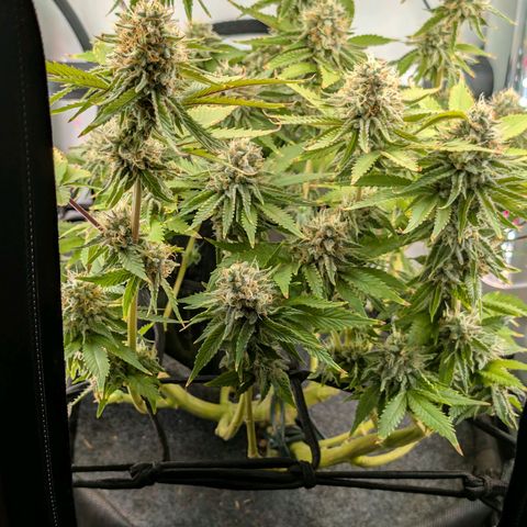 Northern Lights growlog timeline photo