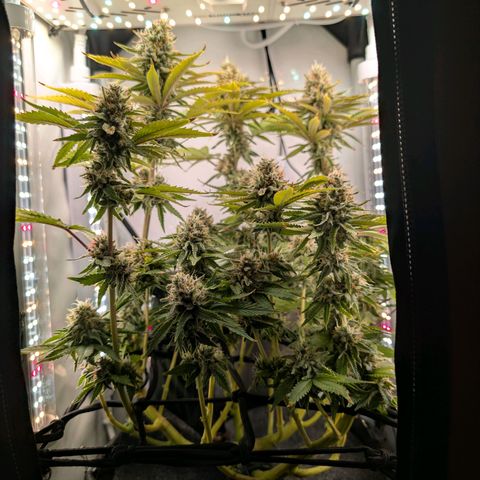 Northern Lights growlog timeline photo