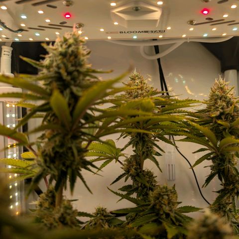 Northern Lights growlog timeline photo