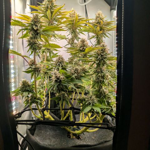 Northern Lights growlog timeline photo