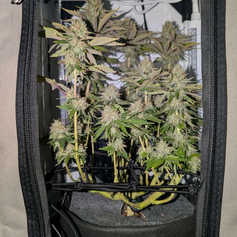 Northern Lights growlog timeline photo
