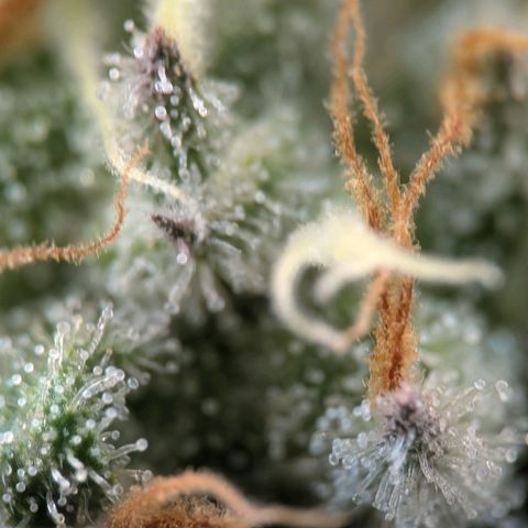 Northern Lights growlog timeline photo