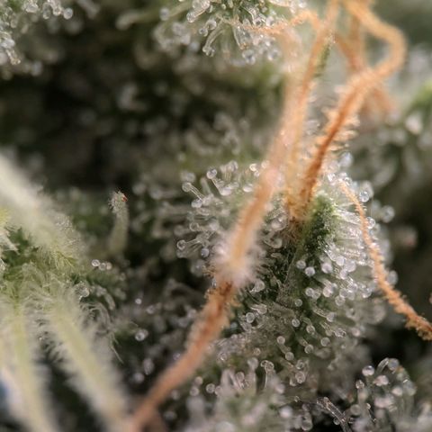 Northern Lights growlog timeline photo