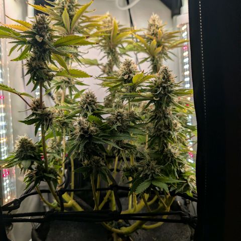 Northern Lights growlog timeline photo